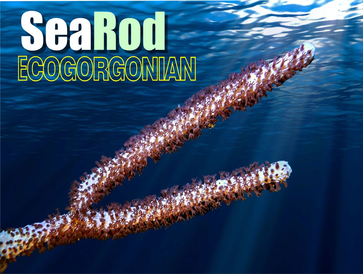 Sea Rod AQUACULTURED Photosynthetic Gorgonian