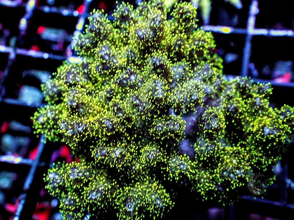 Pocillopora damicornis