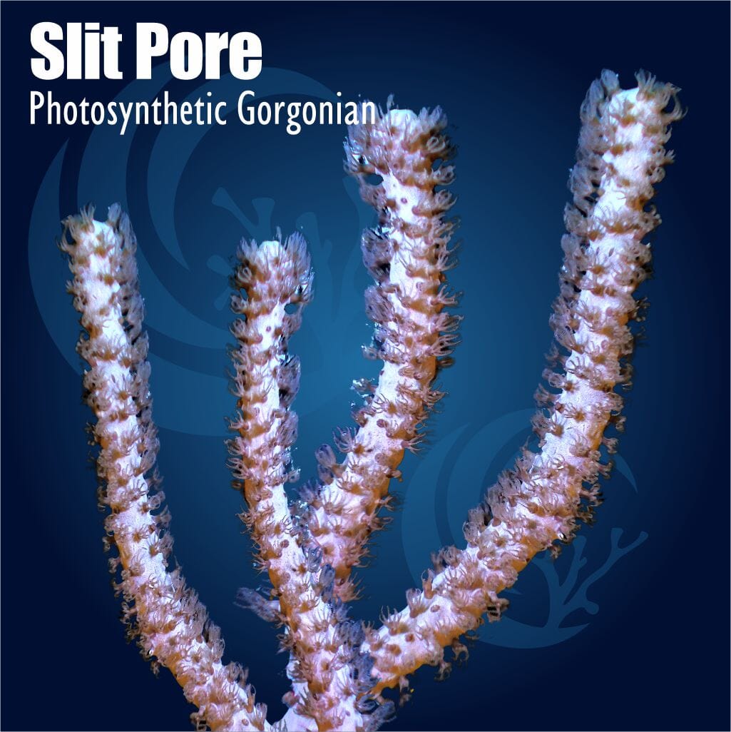 Slit Pore Photosynthetic Gorgonian Soft Coral