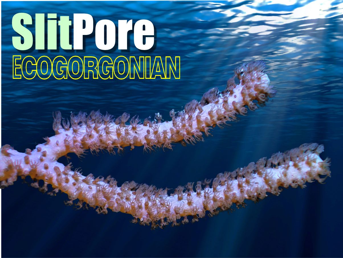 Slit Pore Photosynthetic Gorgonian - Plexaura flexuosa