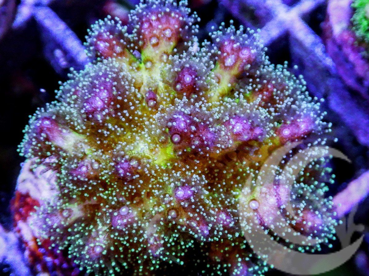 Pocillopora damicornis