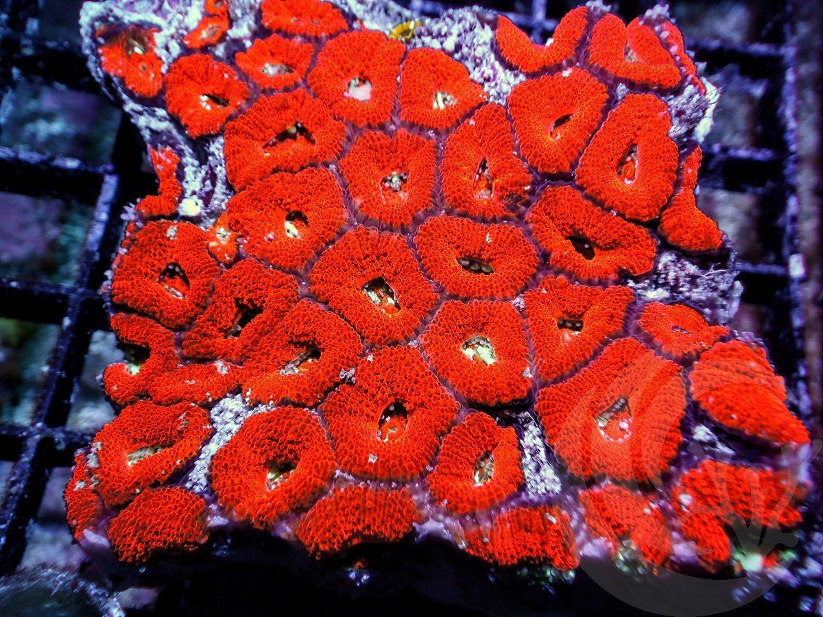 Micromussa amakusensis