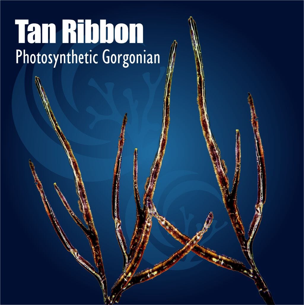 Tan Ribbon Photosynthetic Gorgonian Soft Coral