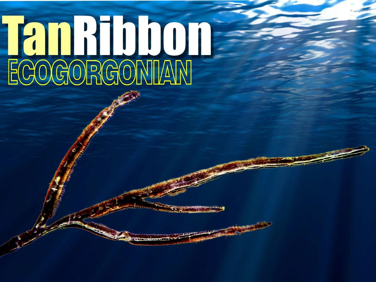 Tan Ribbon Photosynthetic Gorgonian Eunicea sp.