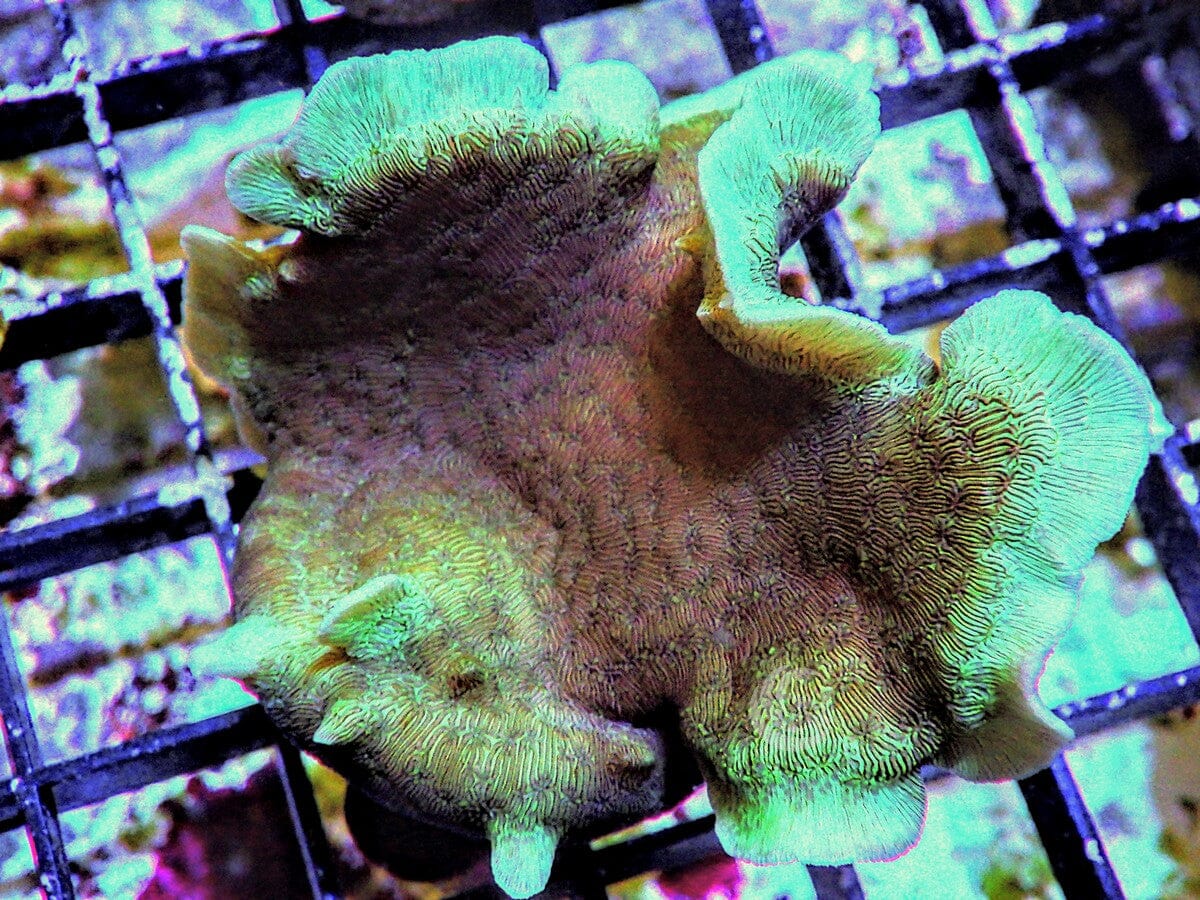 Pavona cactus