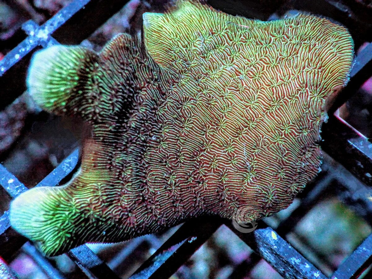 Pavona cactus