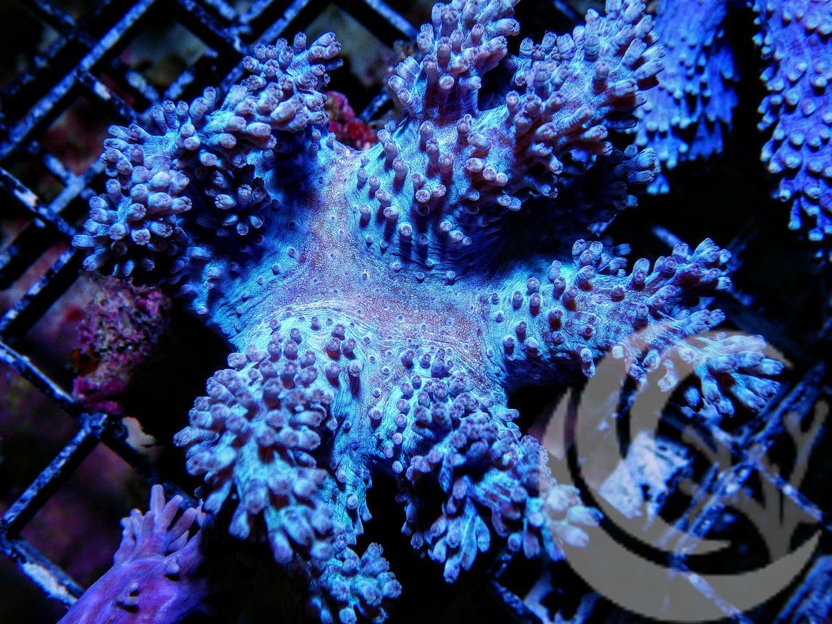 Cespitularia