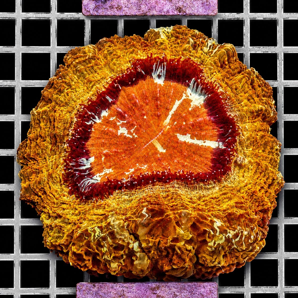 Ultra Acanthophyllia Colony