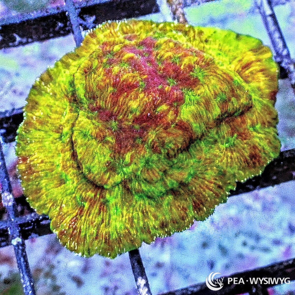 Ultra Clepto Leptoseris Coral Frag