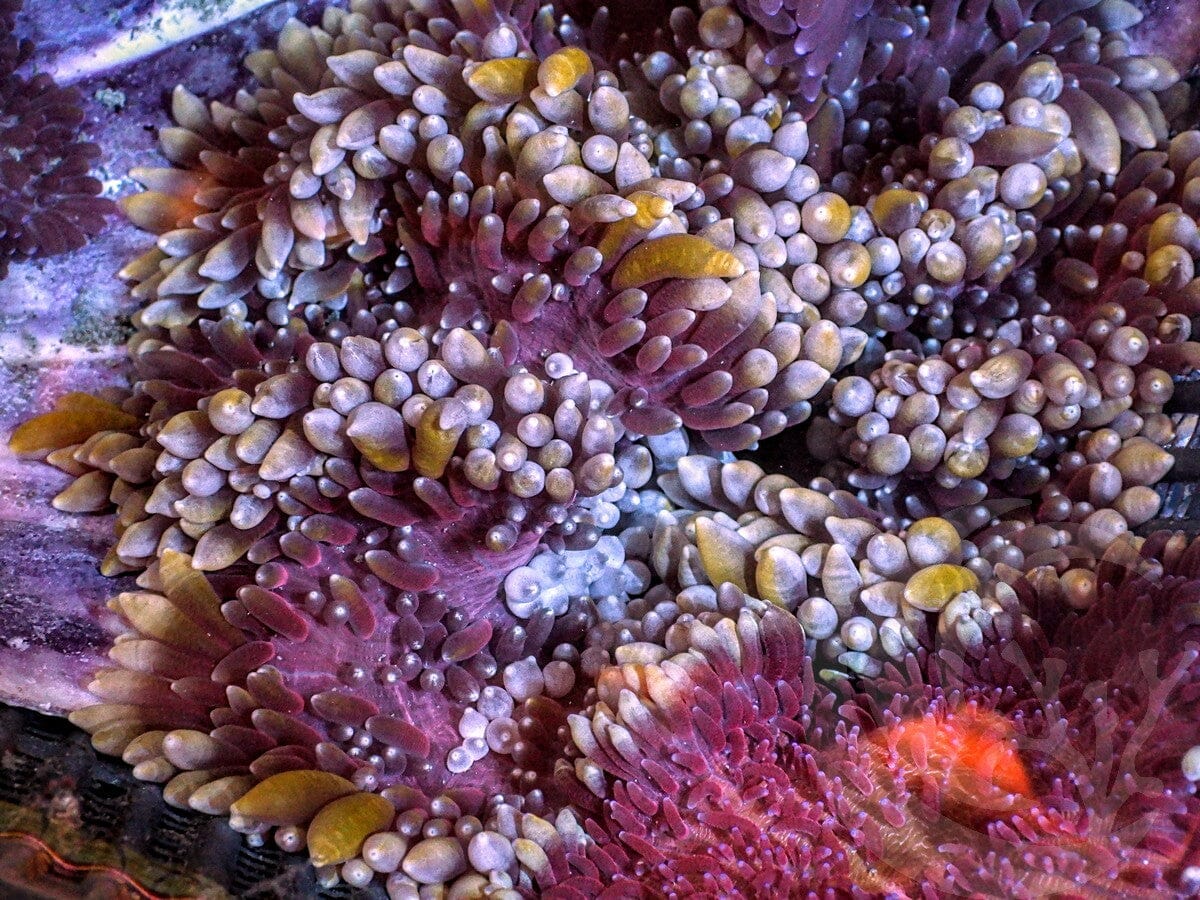Unusual Yellow Gnarled tip Maroon-Purple Heteractis crispa Anemone