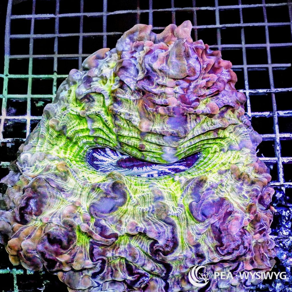 Violet Lime Indophyllia
