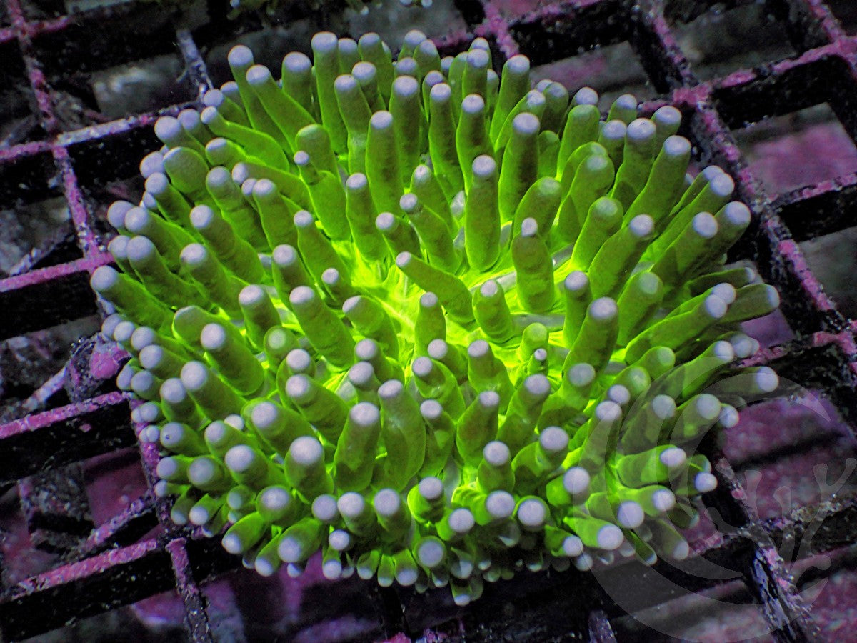 Heliofungia actiniformis