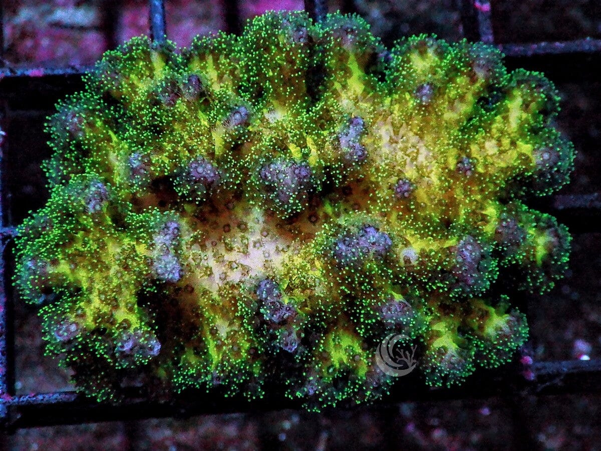 Pocillopora