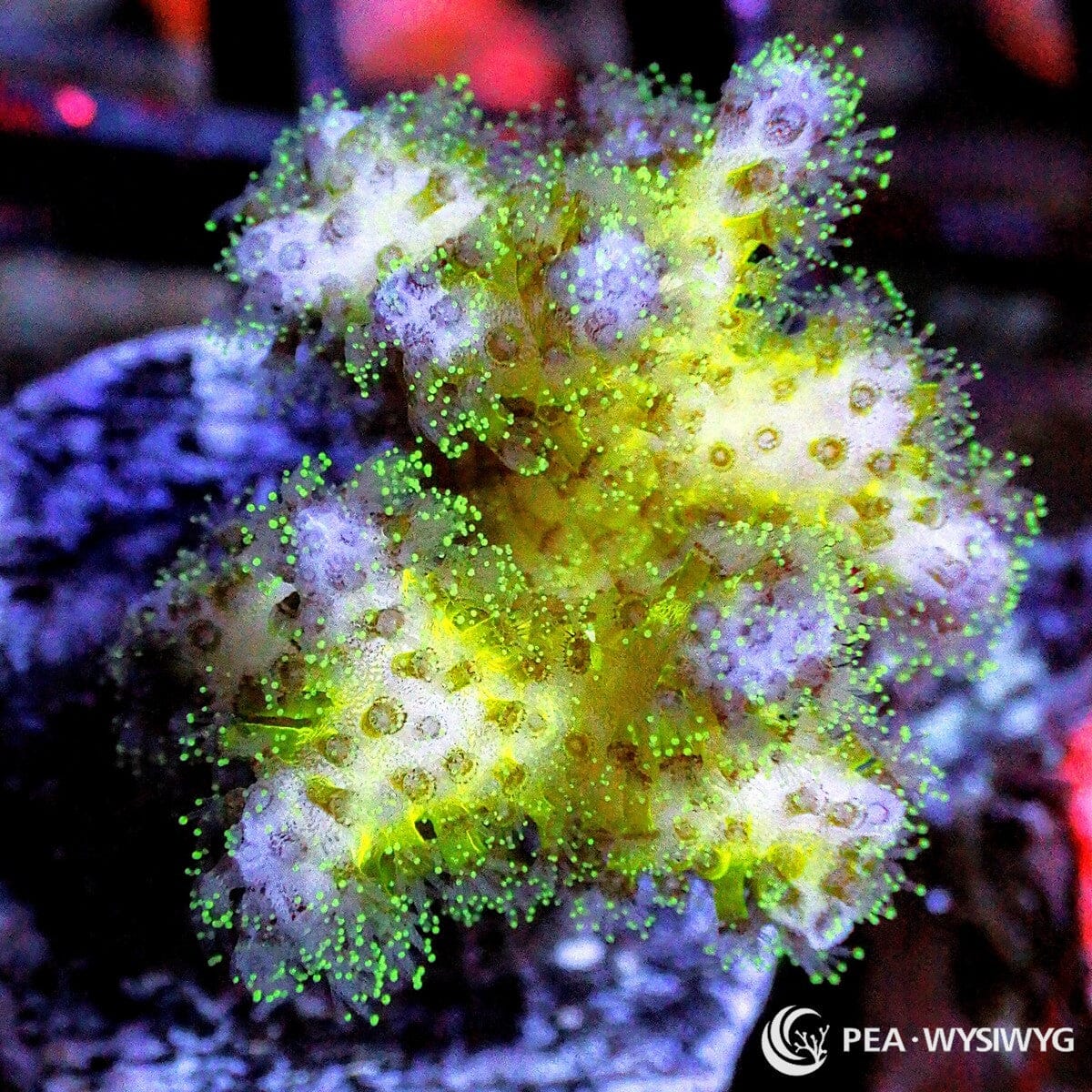Violet Tip Lemon Lime Pocillopora Coral