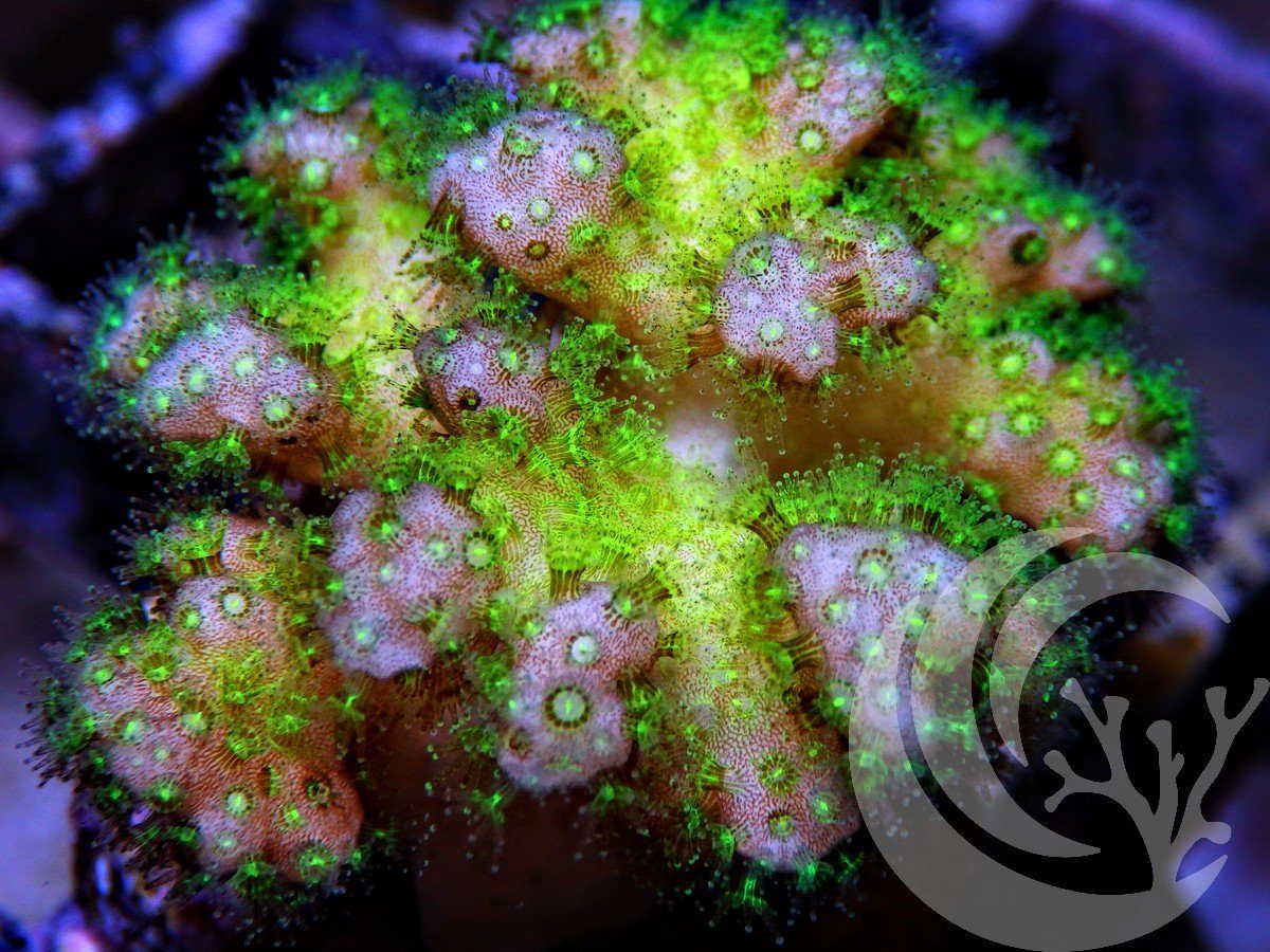 Pocillopora damicornis