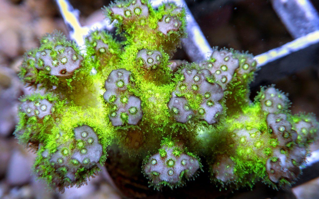 Pocillopora damicornis