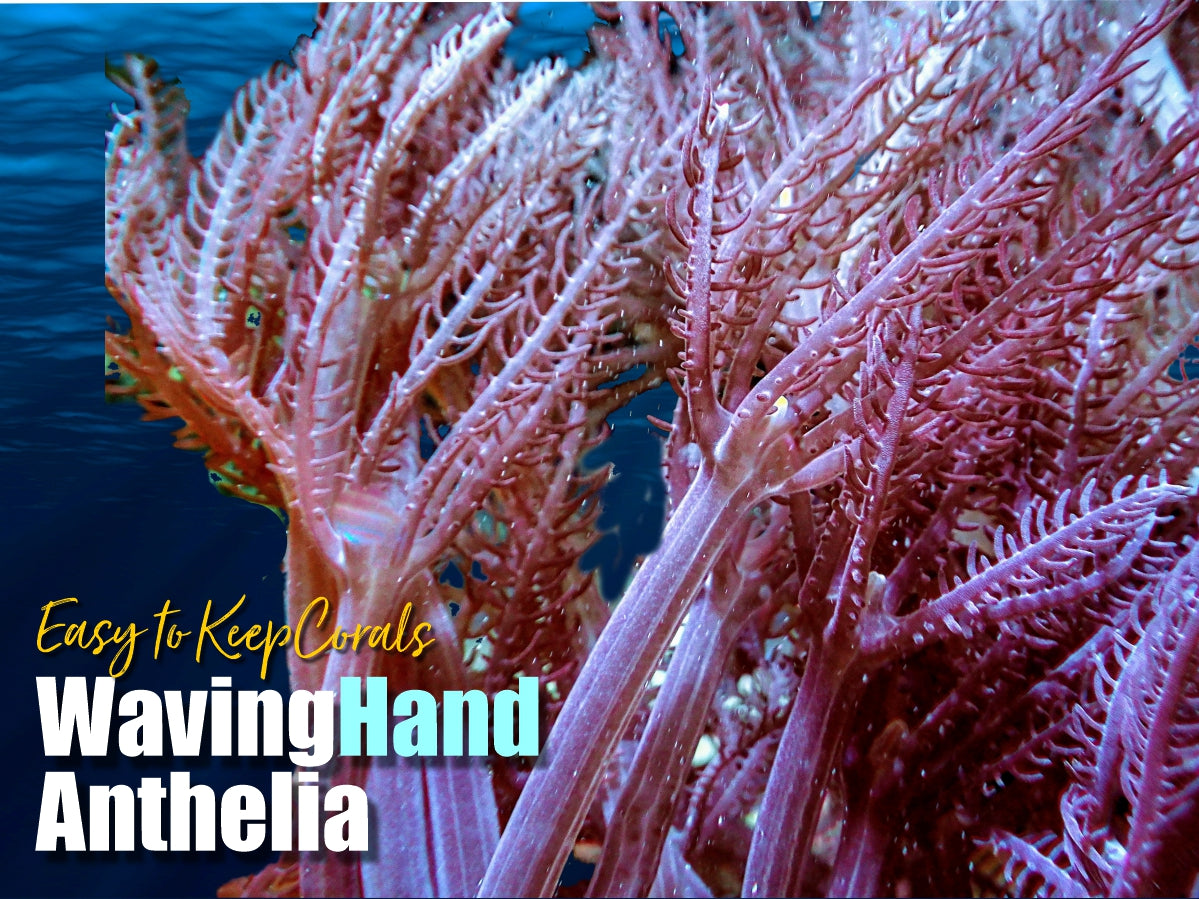 Anthelia glauca