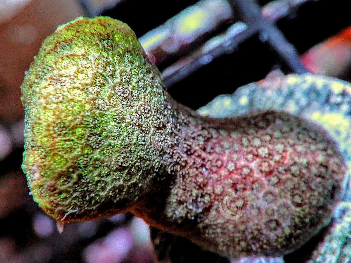 Yellow Branching Porites