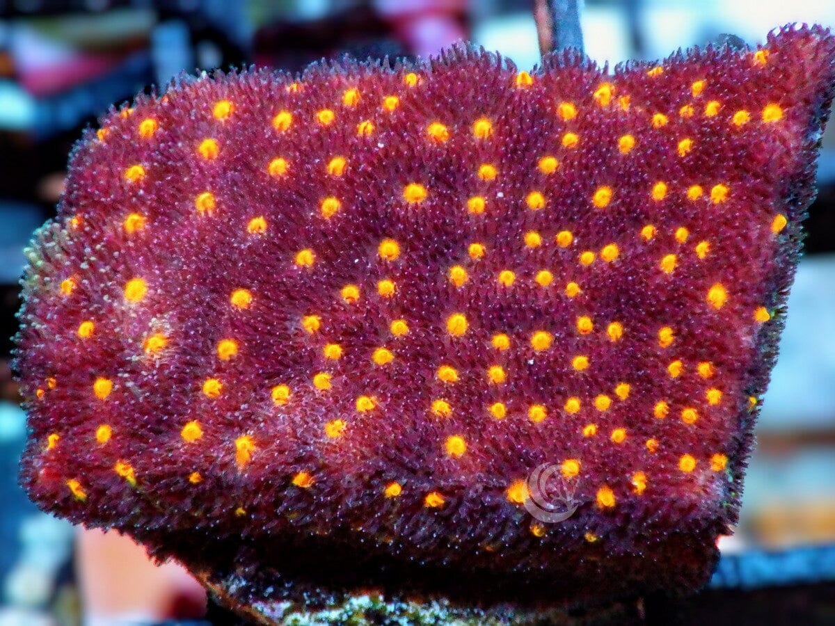 Stylocoeniella