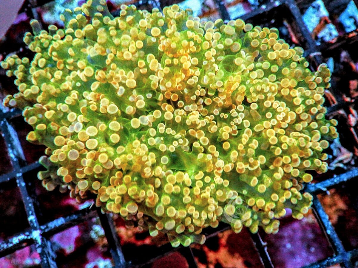 Yellow-Green Frogspawn Euphyllia divisa