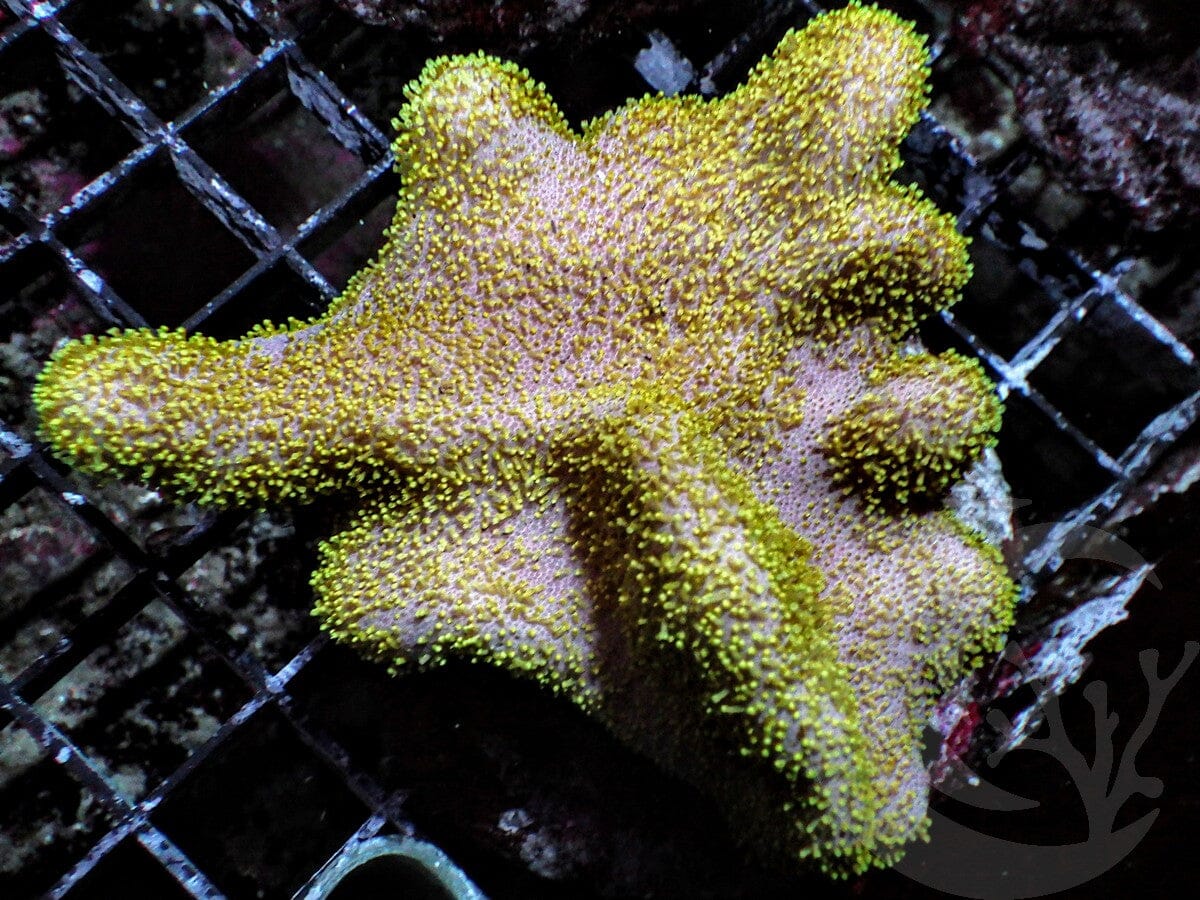 Sarcophyton glaucum