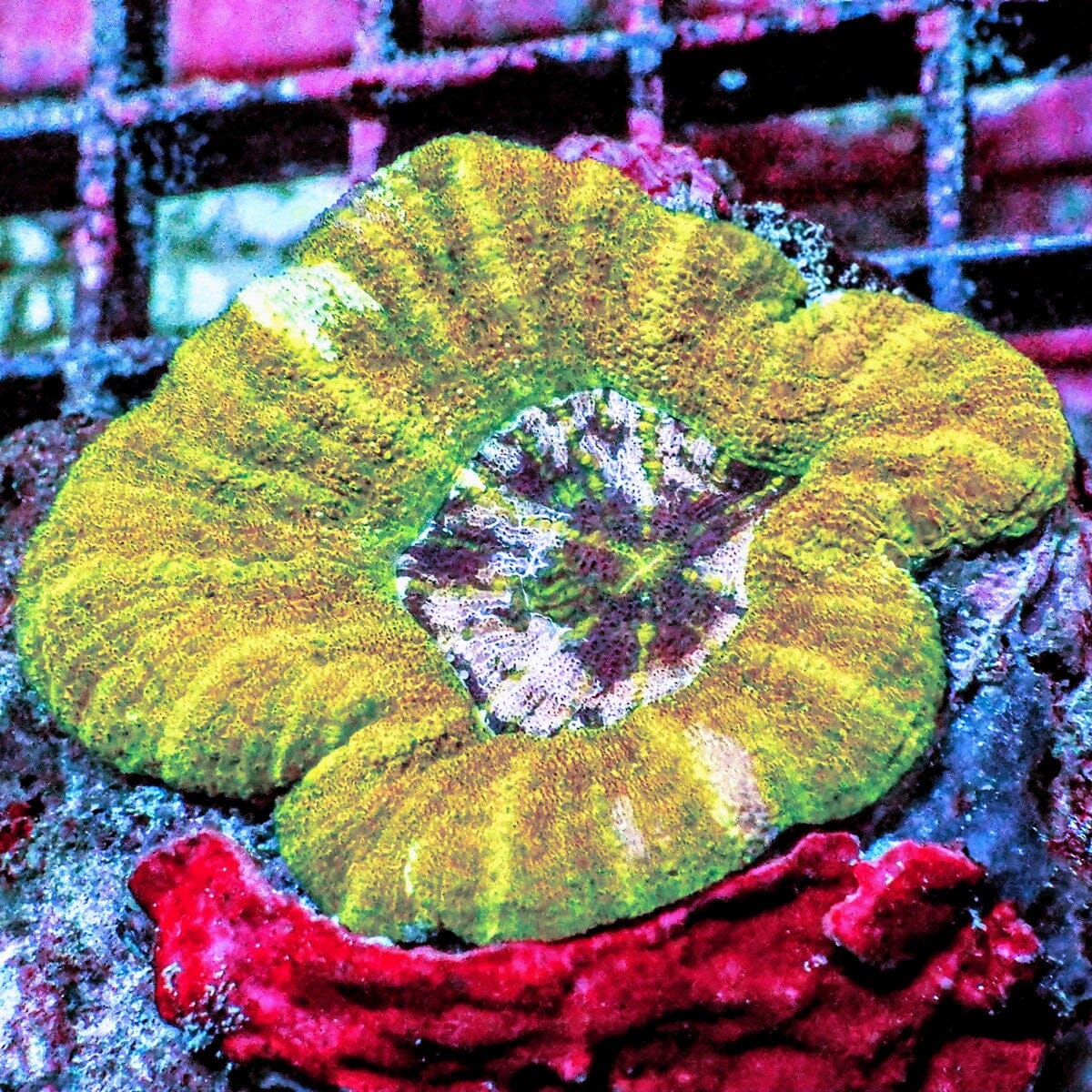 Yellow Green Pink Mini Scolymia Colony