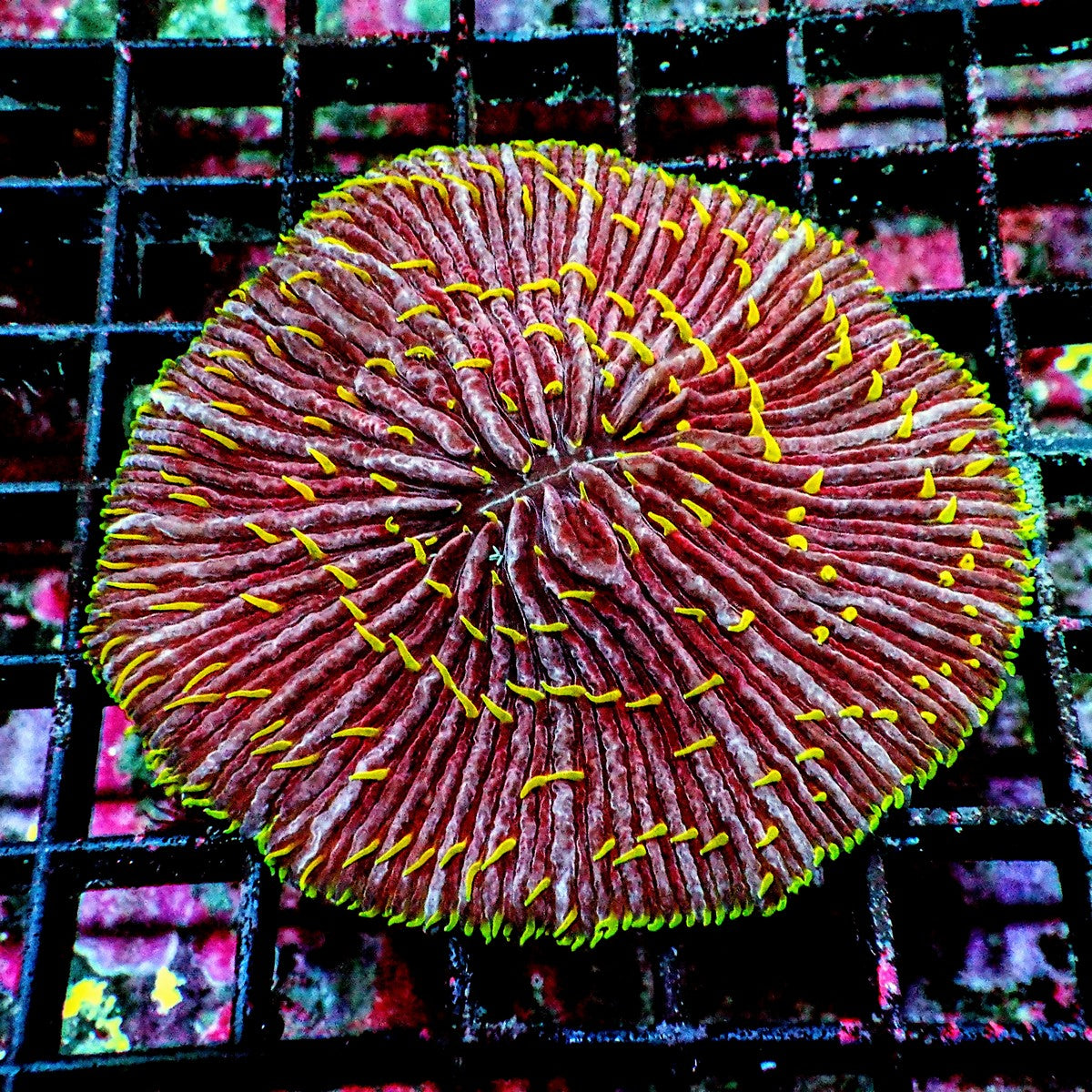 Yellow Green Polyp Fungia Plate Coral