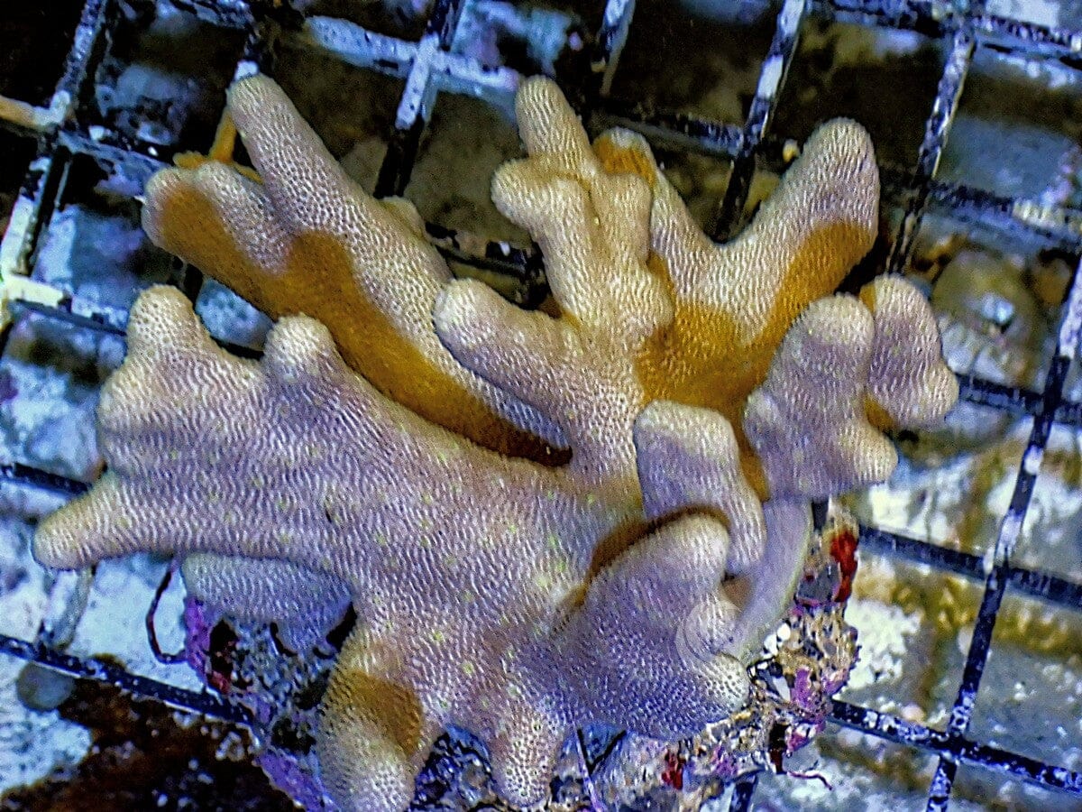 Lobophytum pauciflorum