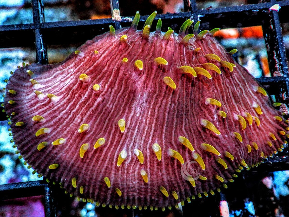 Cycloseris