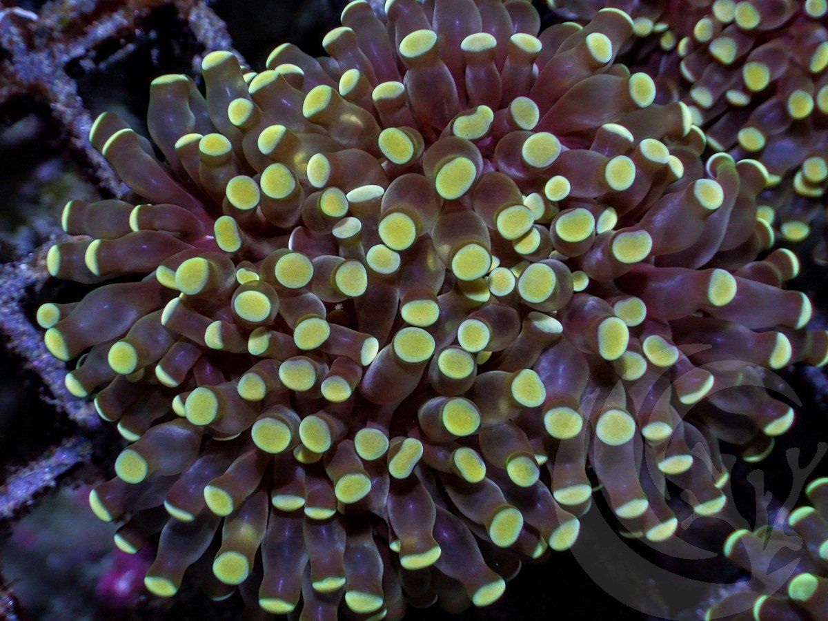 Euphyllia