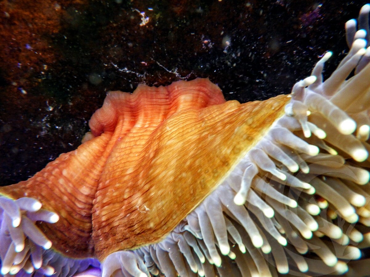 Yellow tip Heteractis magnifica Red-Brown Base - WYSIWYG