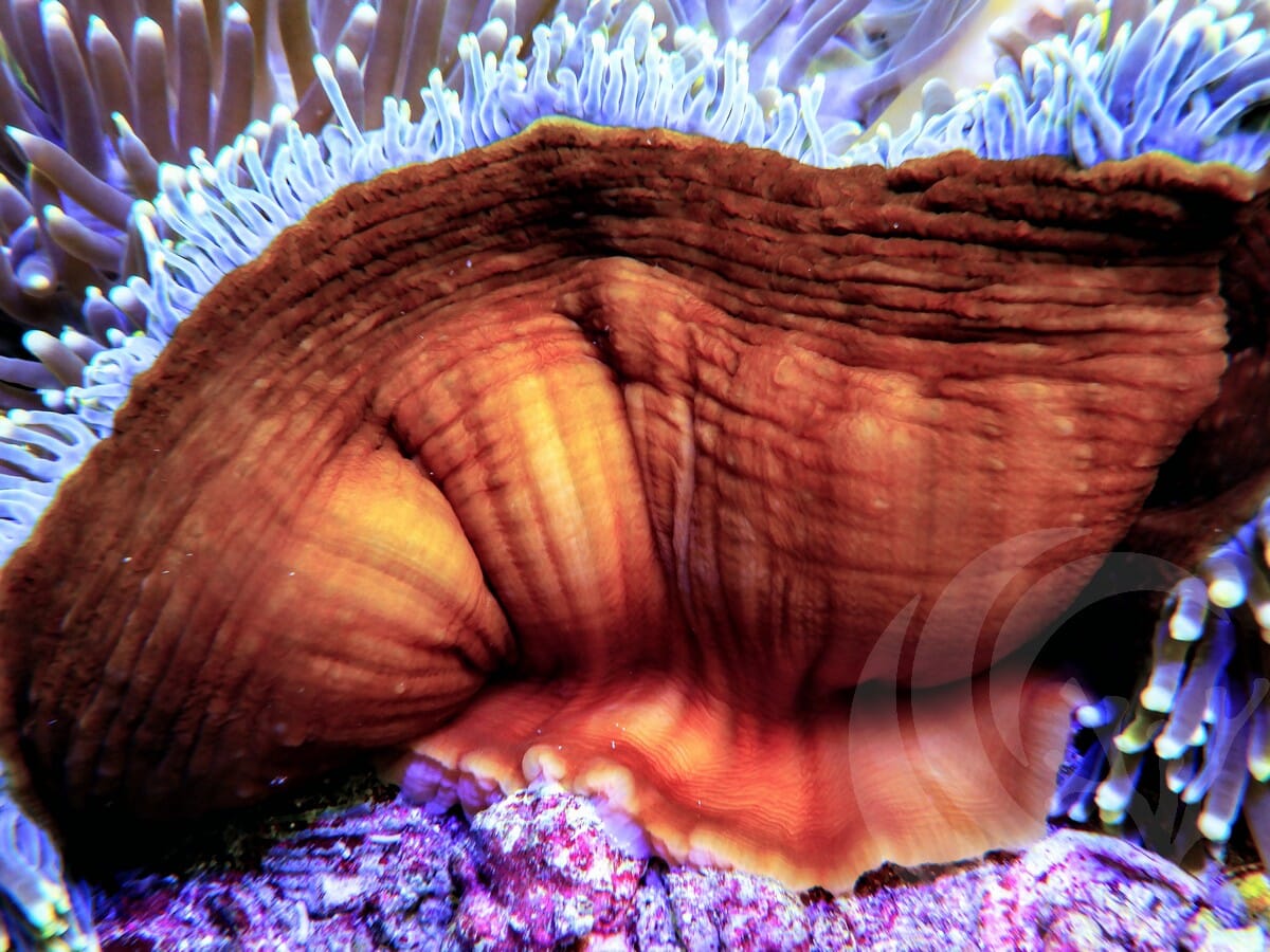 Yellow tip Heteractis magnifica Red-Brown Base - WYSIWYG