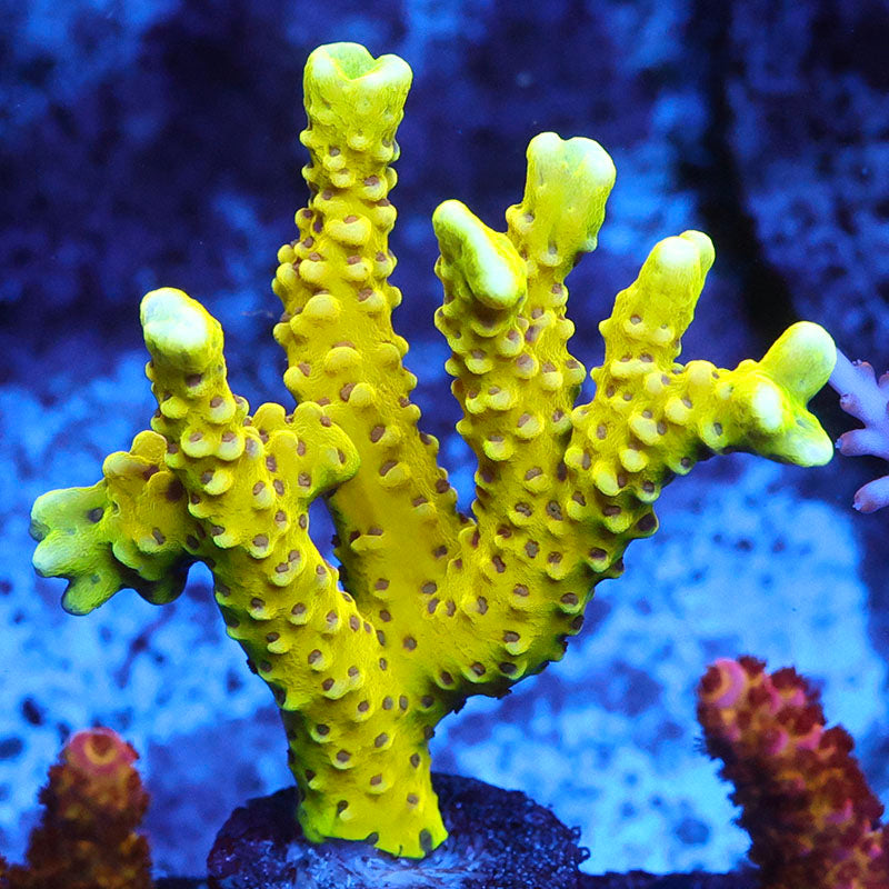 RRC Golden Rod Anacropora