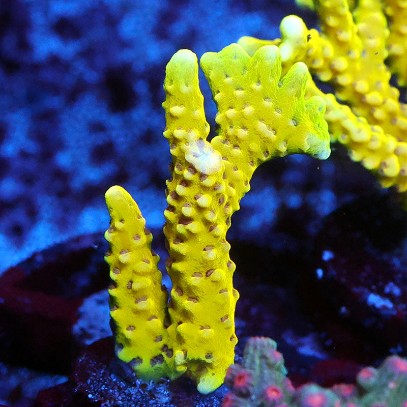 RRC Golden Rod Anacropora