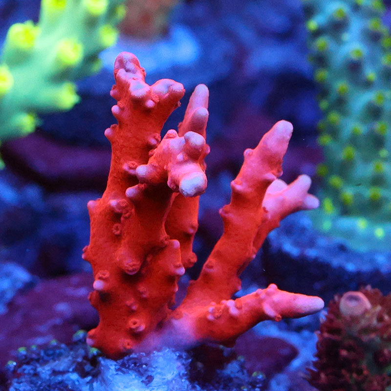 Jason Fox TNT Anacropora