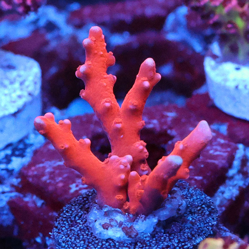 Jason Fox TNT Anacropora