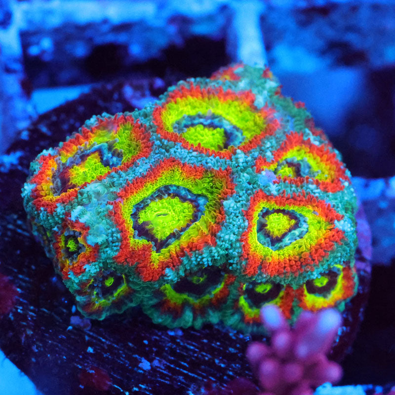 Holy Grail Micromussa