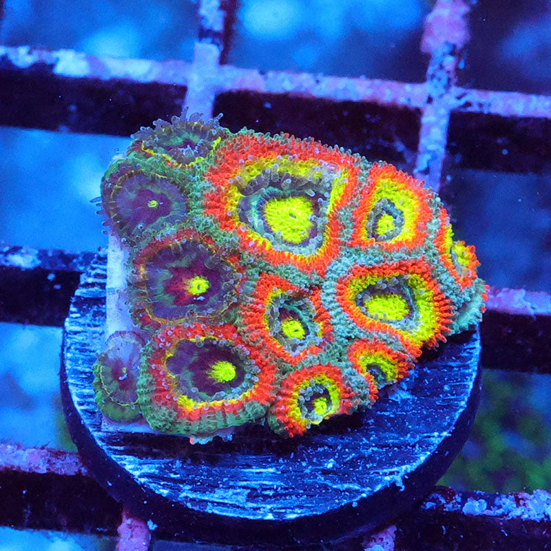 Holy Grail Micromussa