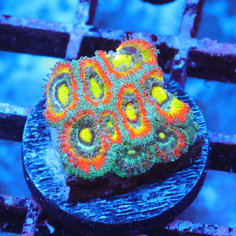 Holy Grail Micromussa