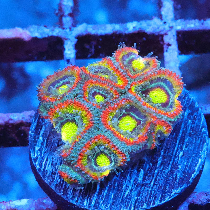 Holy Grail Micromussa