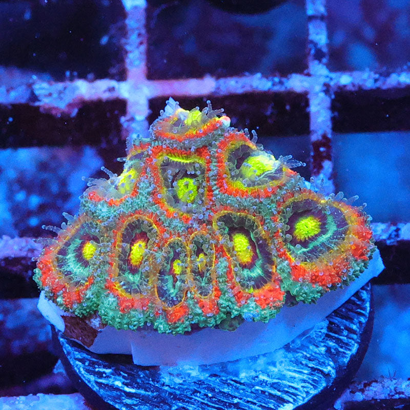 Holy Grail Micromussa