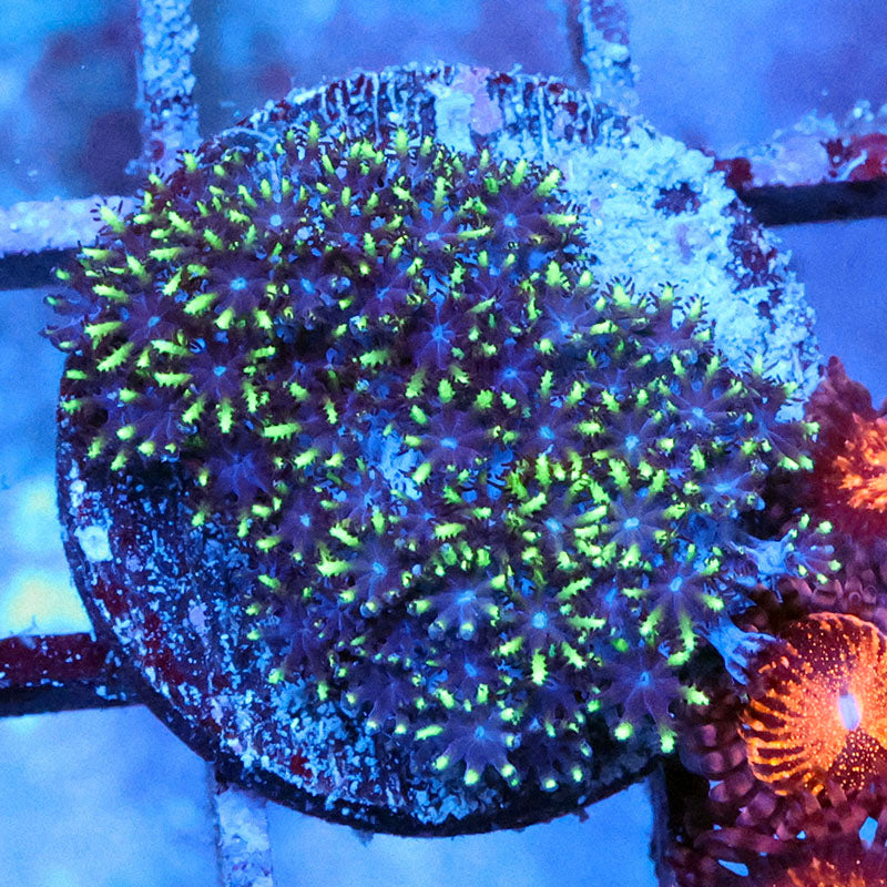 Blue Sympodium