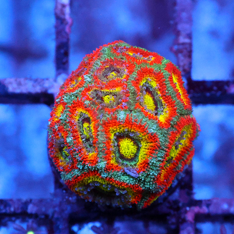 Holy Grail Micromussa