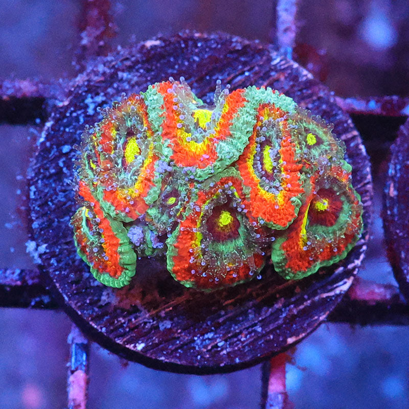 Holy Grail Micromussa
