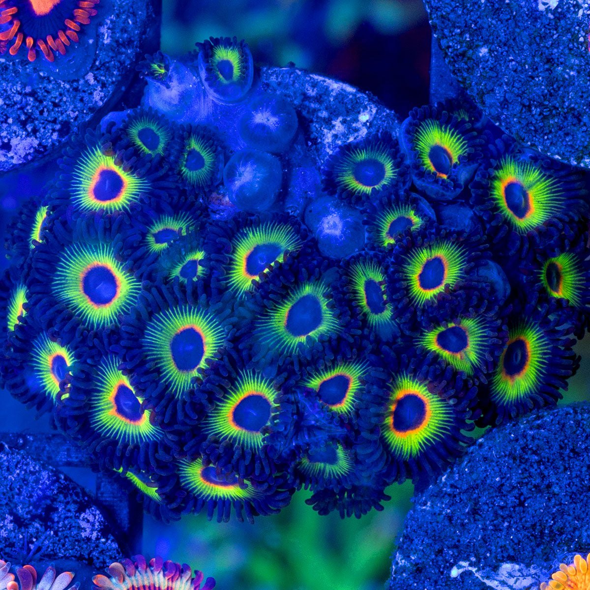 Zoanthus sociatus