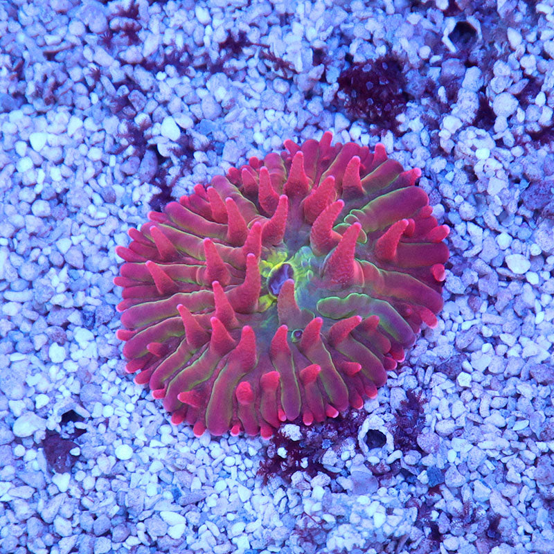 POTO Strawberry Kiwi Diaseris Plate