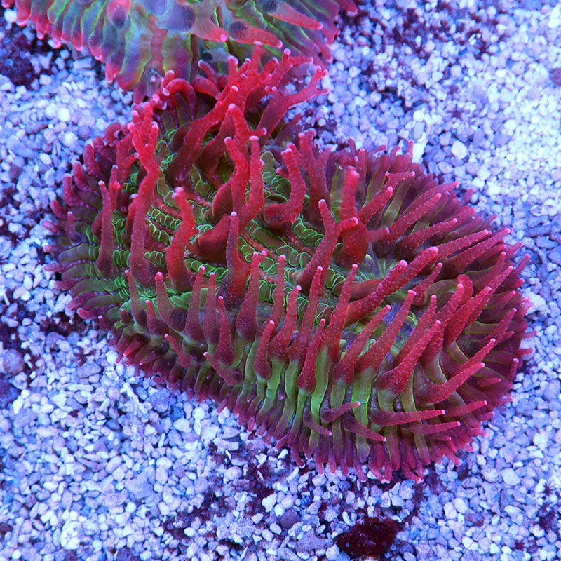 POTO Strawberry Kiwi Diaseris Plate