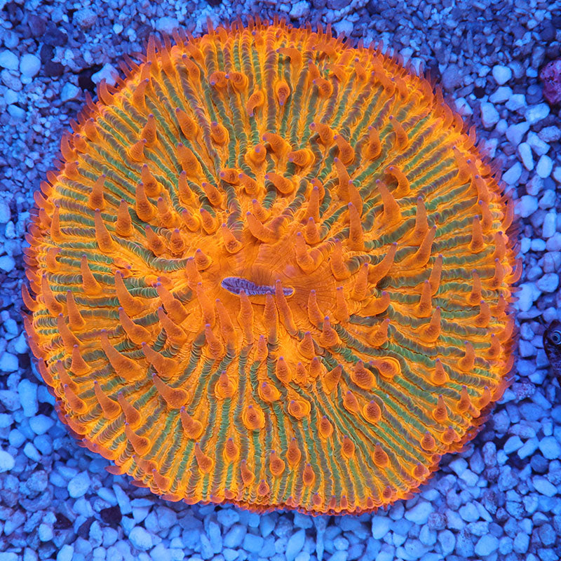 POTO Daybreak Fungia Plate