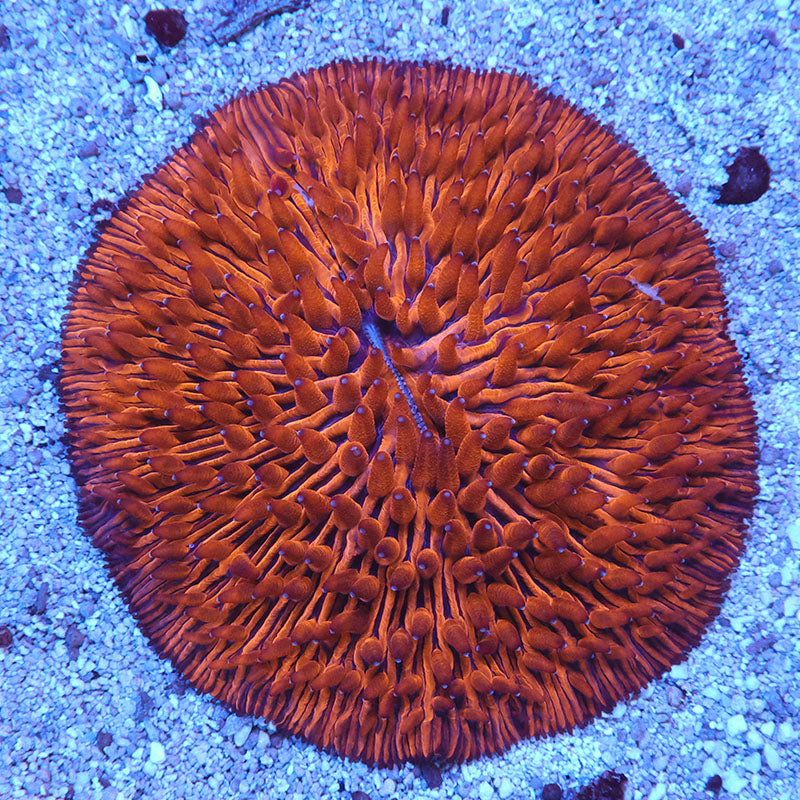 Smiling Friends Fungia Plate