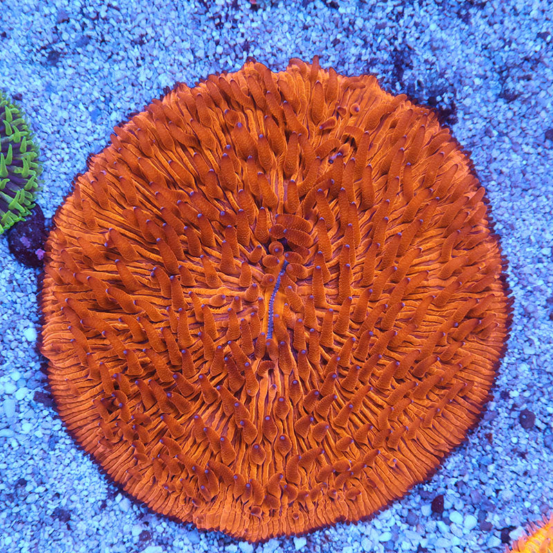 Orange Cyclops Fungia Plate